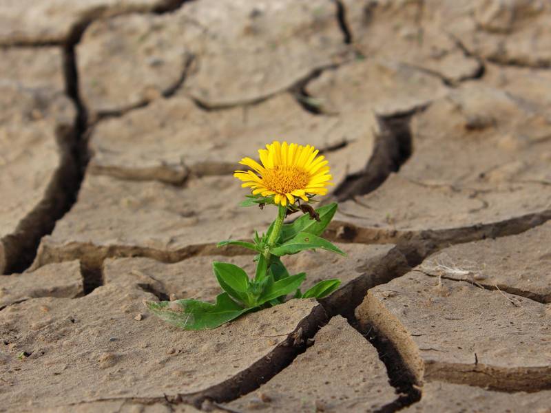 Climate Action & Resilience